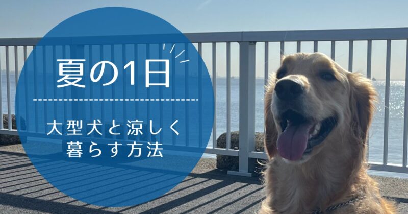 夏の海辺で涼しげに笑うゴールデンレトリバー。大型犬と海沿いの散歩シーン