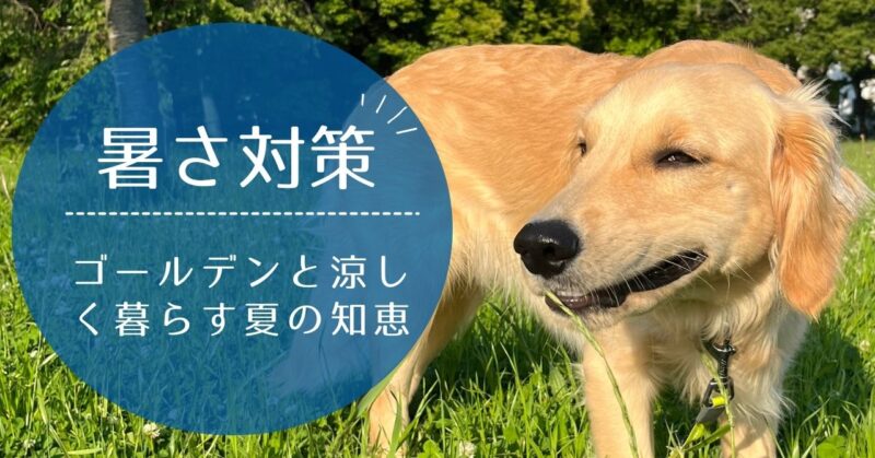 真夏の日差しの中でも元気に過ごす大型犬ゴールデンレトリバー