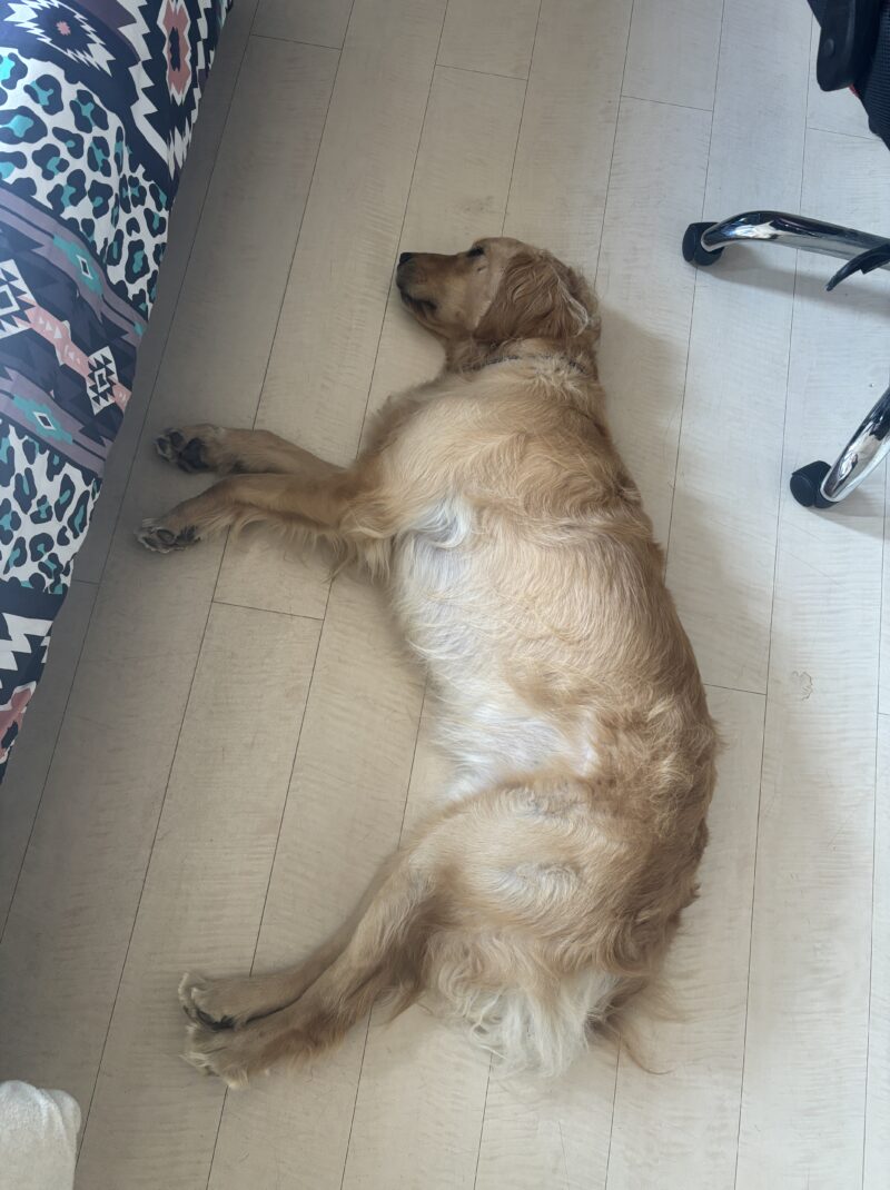 暑くてエアコン効いた部屋でダウンするピース