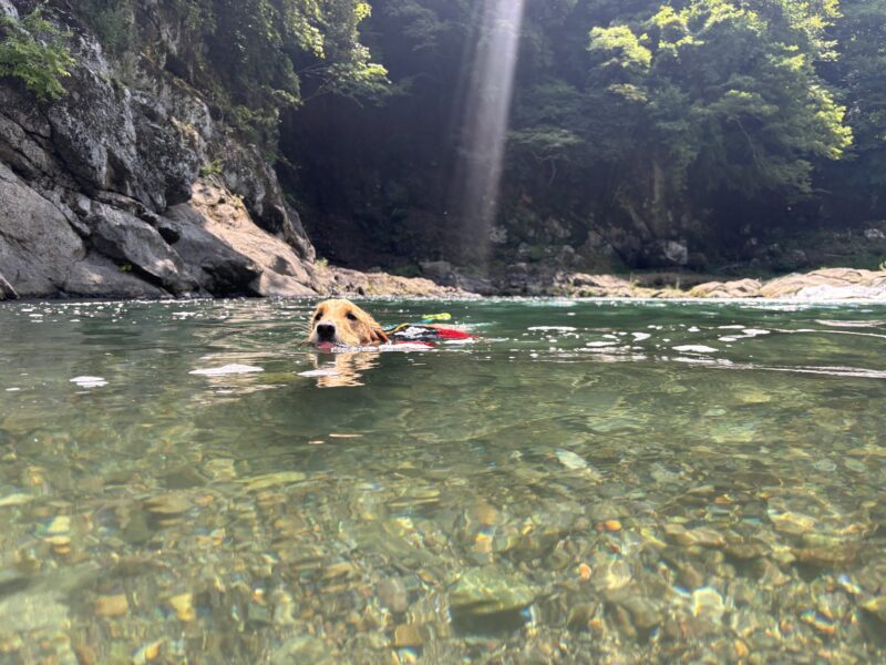川で気持ちよさそうに泳ぐピース