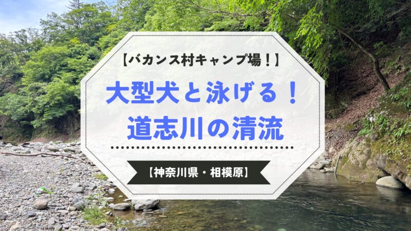 神奈川・相模原バカンス村キャンプ場で大型犬と川遊びを楽しむゴールデンレトリバー